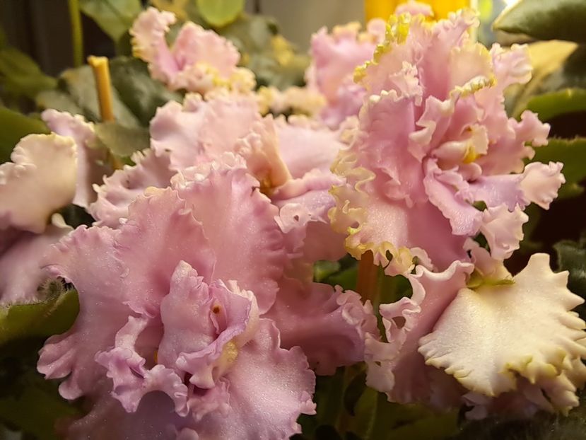  - Violeta LE Usi Pusi