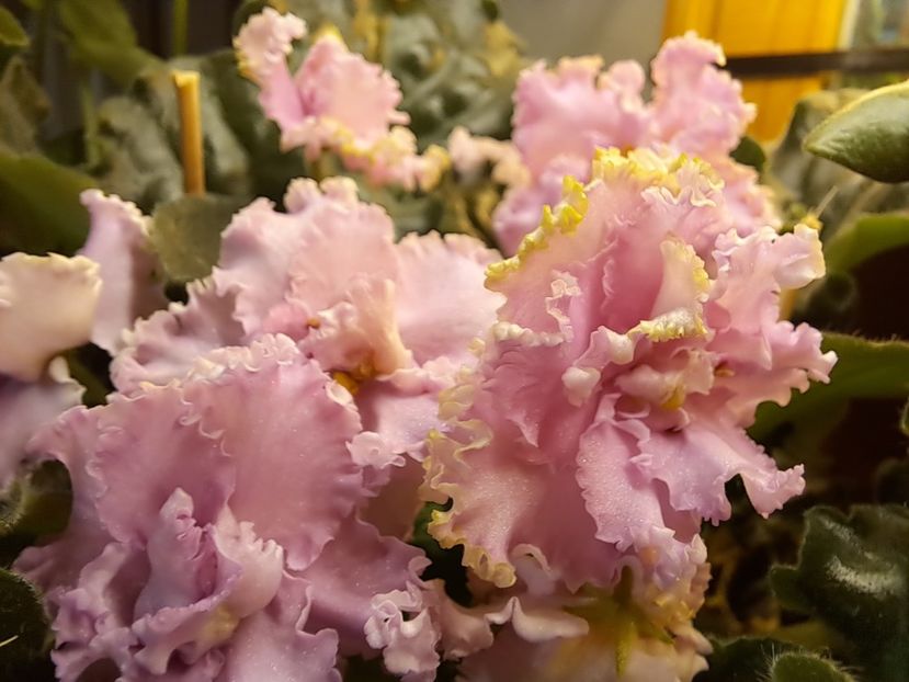  - Violeta LE Usi Pusi