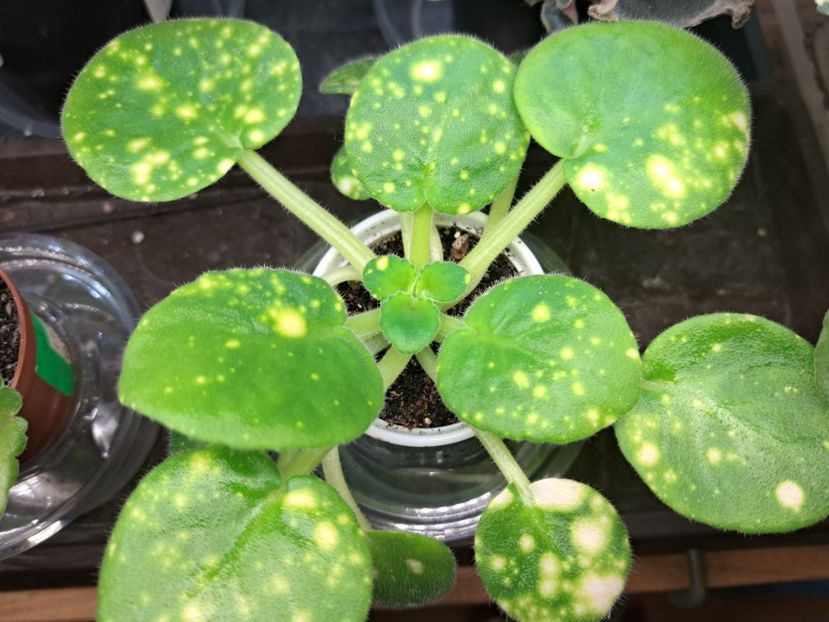  - Violeta ShN-Kosmitcheskaya Feya