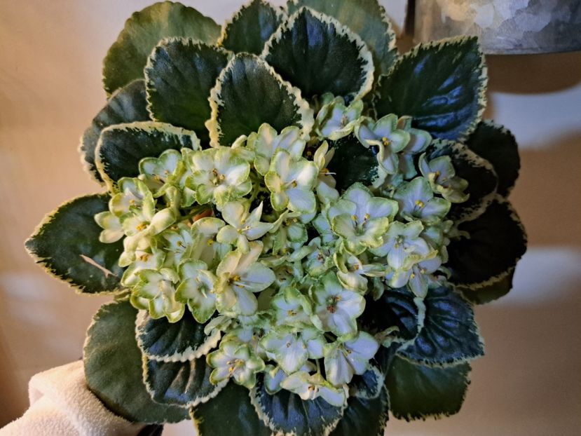  - Violeta Frozen in time