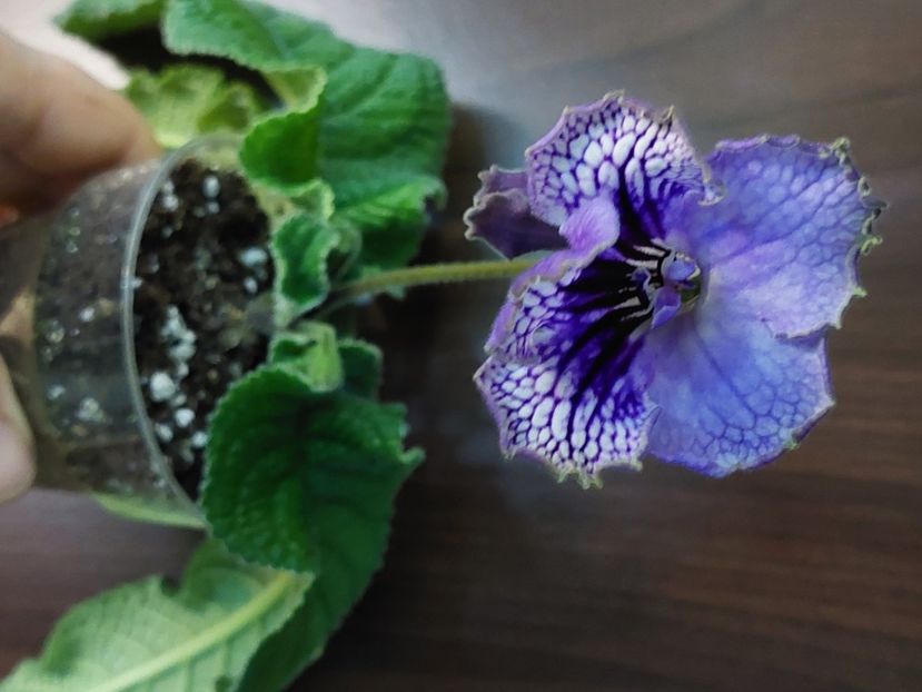  - Streptocarpus