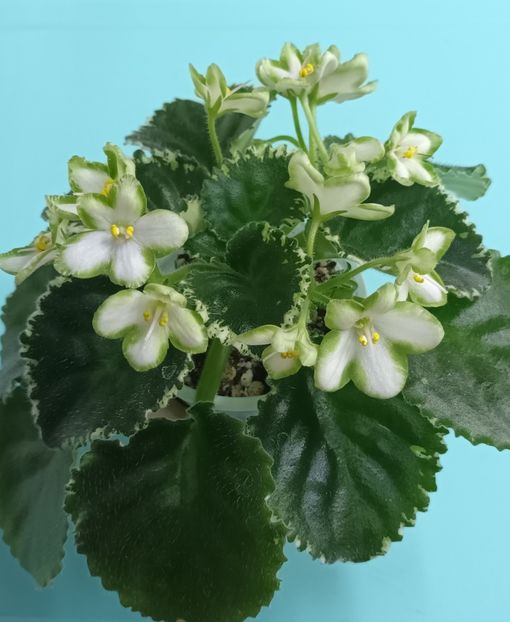  - Frozen în Time 1 zzz