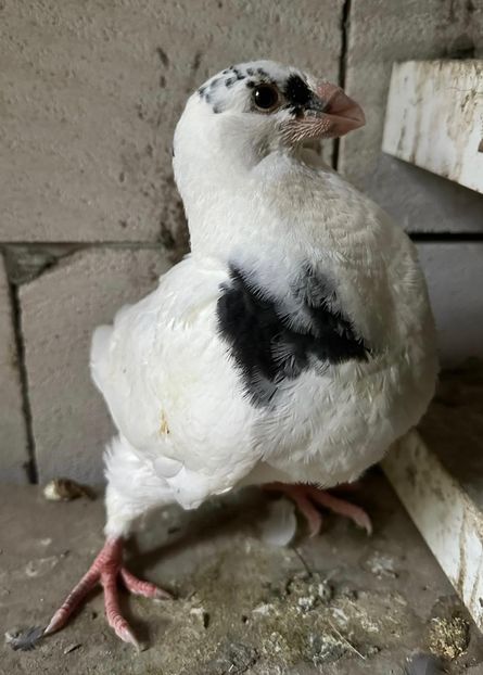 852784DC-4444-480C-B952-B10F4DC0F99B - TINERET2024