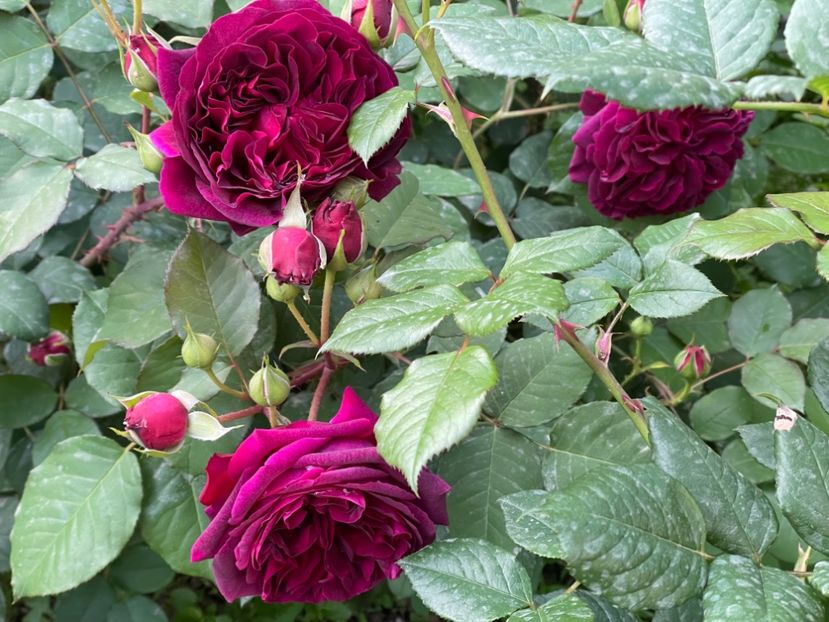  - 001 Trandafiri 2024