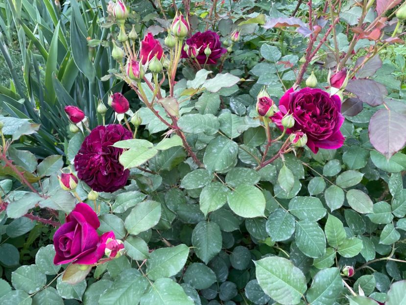  - 001 Trandafiri 2024