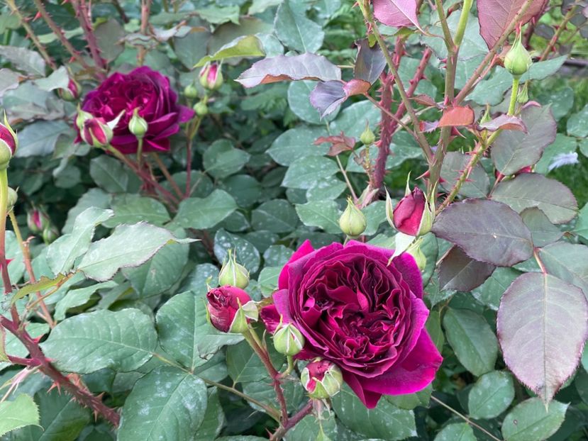  - 001 Trandafiri 2024