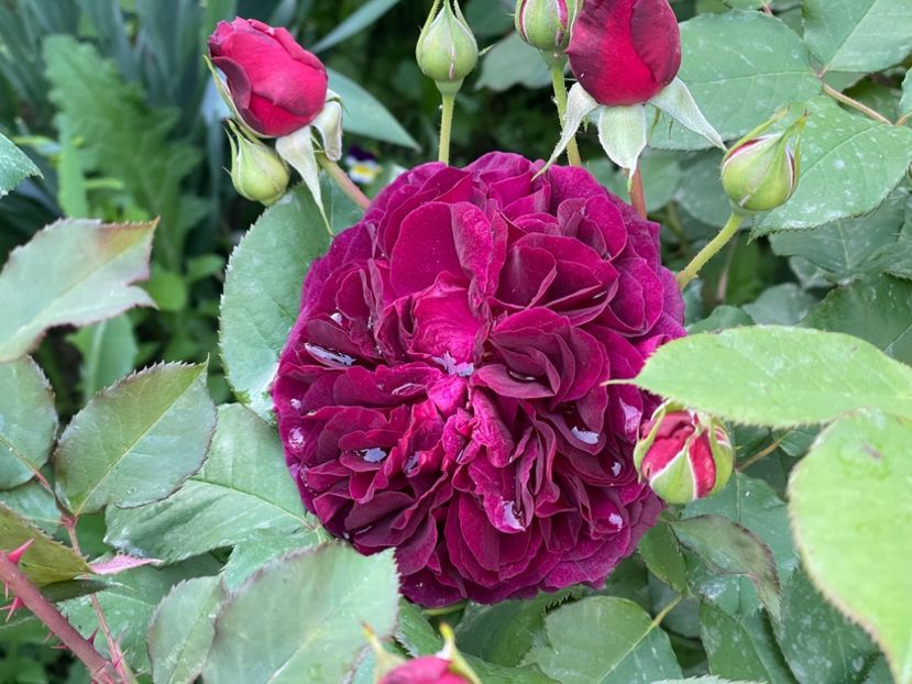  - 001 Trandafiri 2024