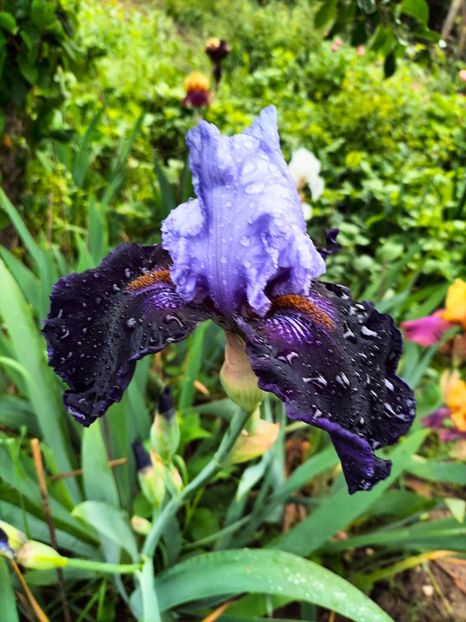 IMG20240510070808 - Mai 2024