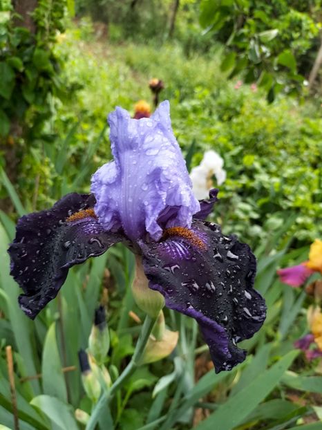 IMG20240510070745 - Mai 2024