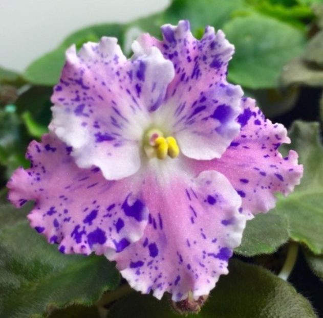 Poza net - AE-Amur Elite