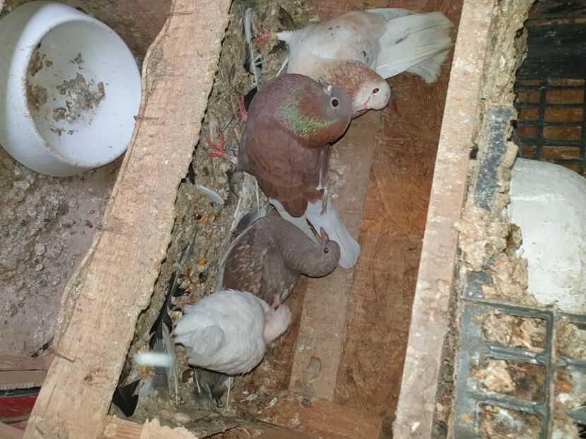  - pui tobosari arabi