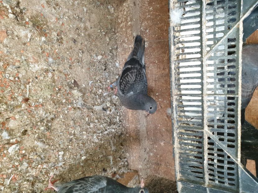  - pui tobosari arabi