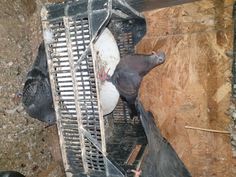  - pui tobosari arabi