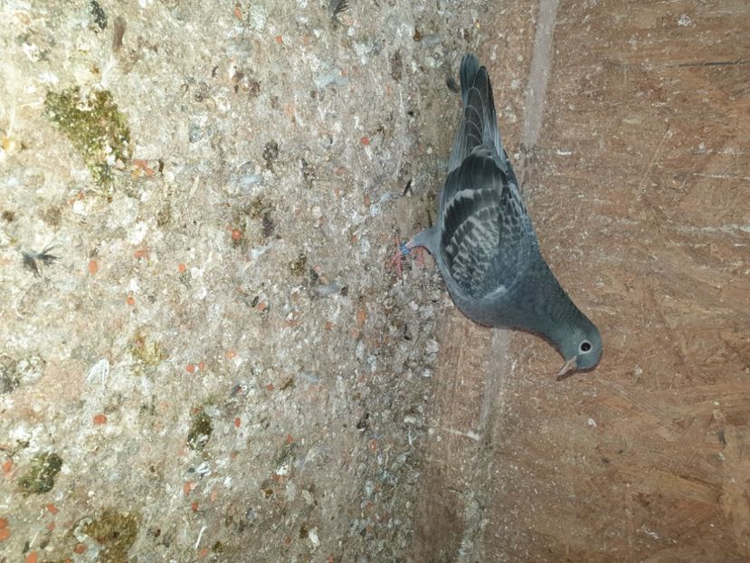  - pui tobosari arabi