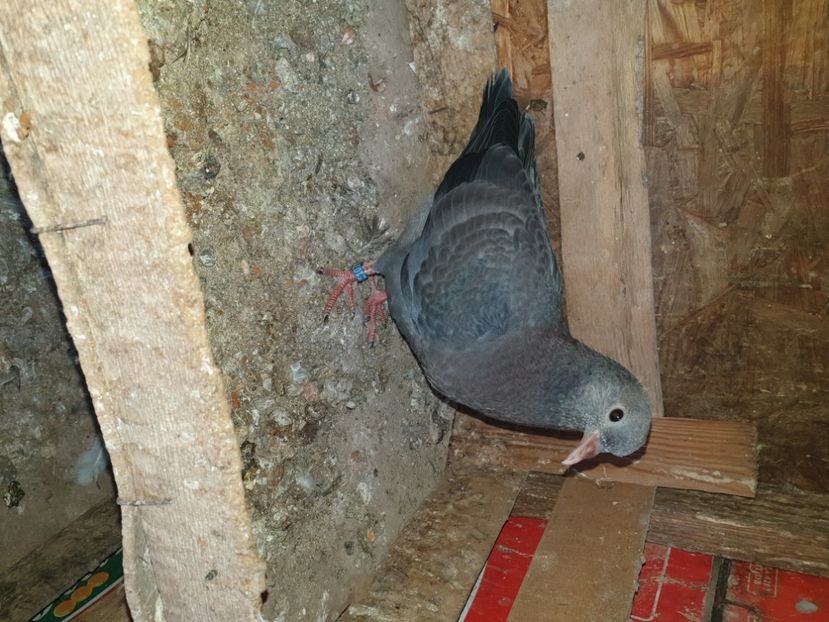  - pui tobosari arabi