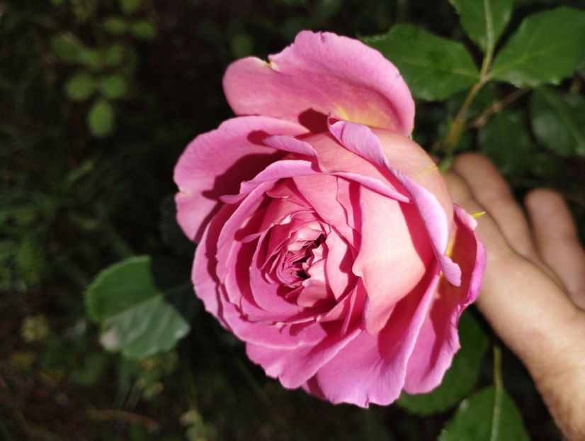  - Jubilee Celebration