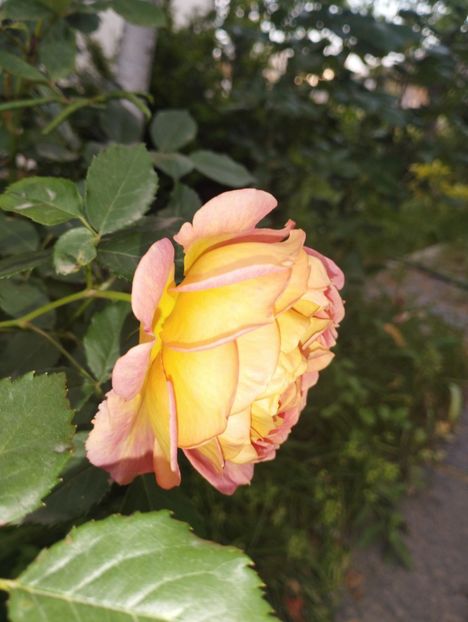  - Lady of Shallot