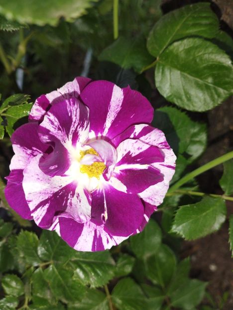  - Purple Splash