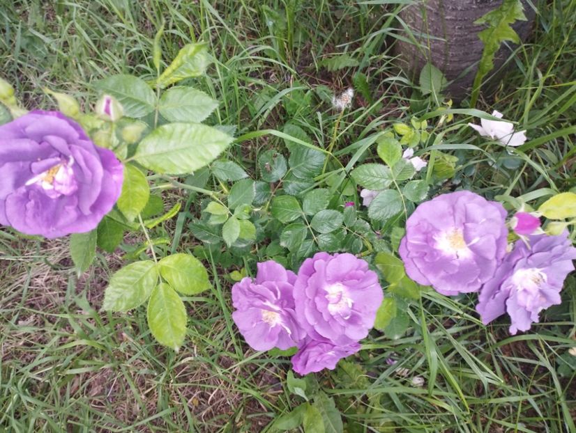  - Rhapsody in blue