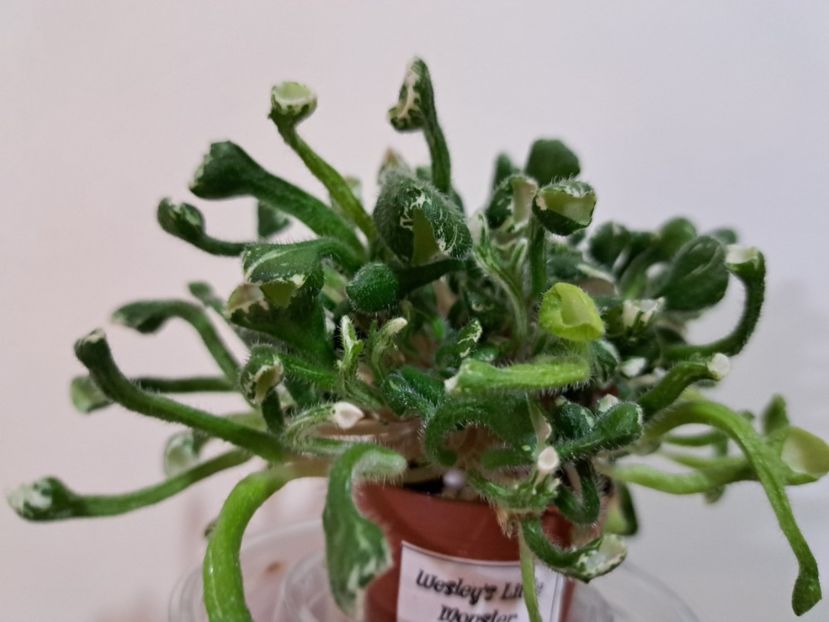  - Violeta Wesley s Little Monster