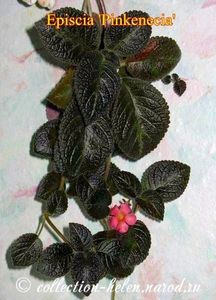 Poză net - PINKISCIA