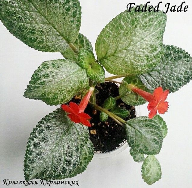 Poză net - FADED JADE