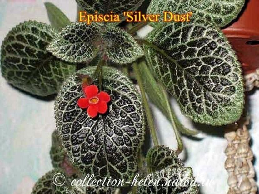 Poză net - SILVER DUST