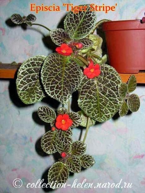 Poză net - TIGER STRIPE