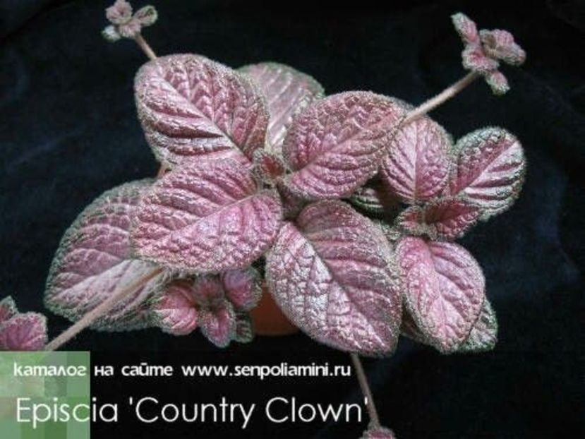 Poză net - COUNTRY CLOWN- pierdut