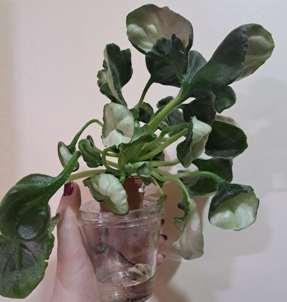  - Violeta DS-Khrizantema