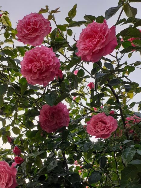  - Heillige Elisabeth 2024 _ 2025