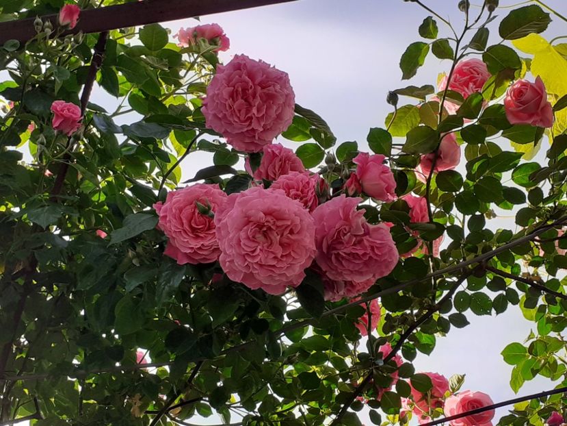  - Heillige Elisabeth 2024 _ 2025