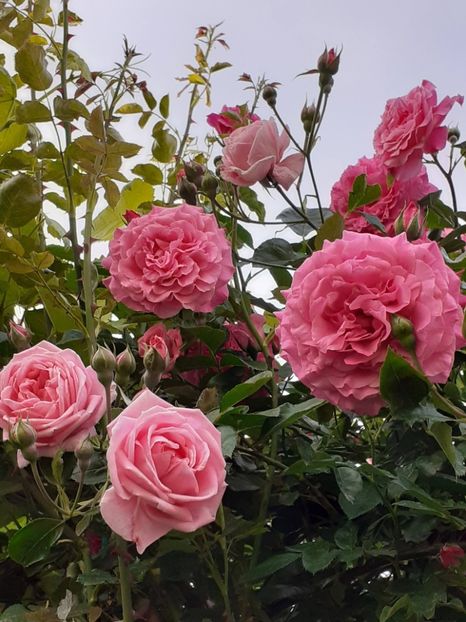  - Heillige Elisabeth 2024 _ 2025