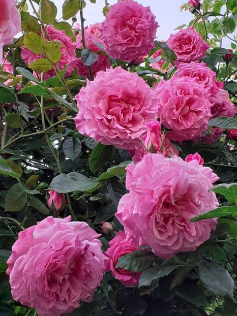  - Heillige Elisabeth 2024 _ 2025