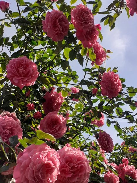  - Heillige Elisabeth 2024 _ 2025