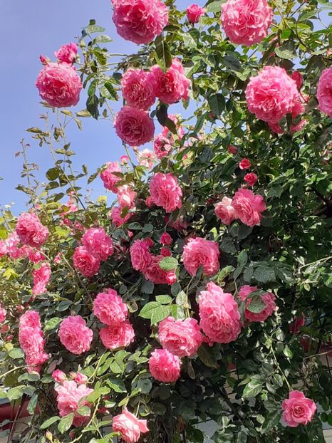  - Heillige Elisabeth 2024 _ 2025