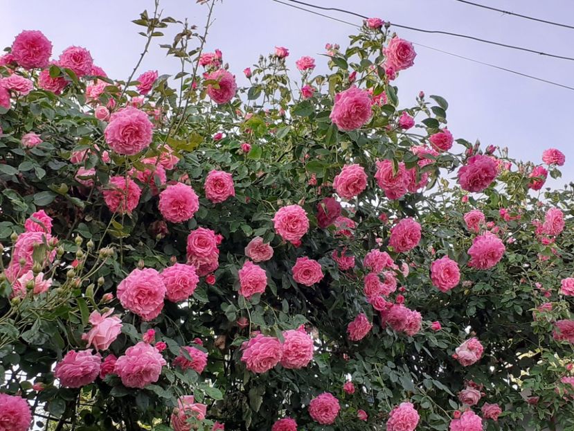  - Heillige Elisabeth 2024 _ 2025