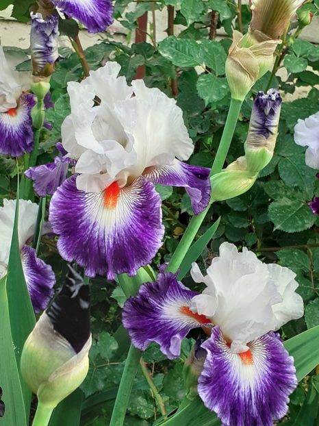  - IRIȘI 2024 - 2 _ 2025