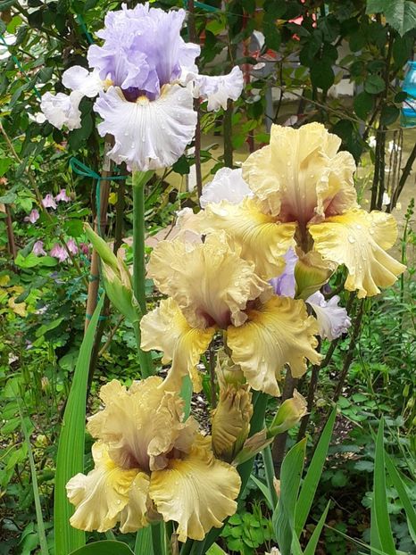  - IRIȘI 2024 - 2 _ 2025