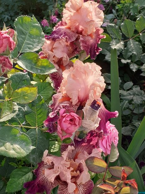  - IRIȘI 2024 - 2 _ 2025