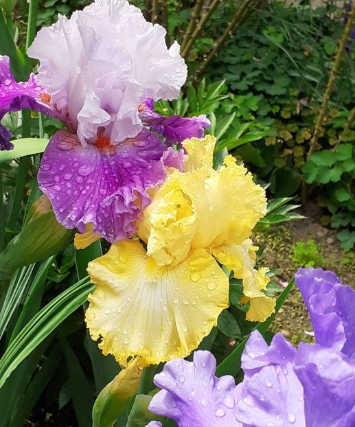  - IRIȘI 2024 - 2 _ 2025