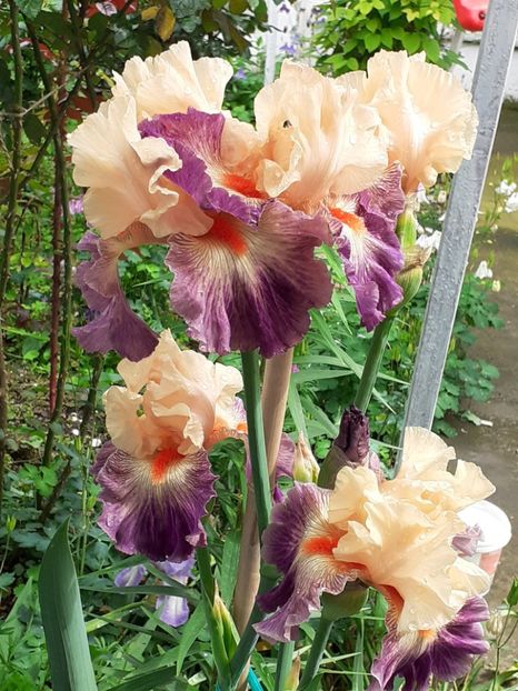  - IRIȘI 2024 - 2 _ 2025