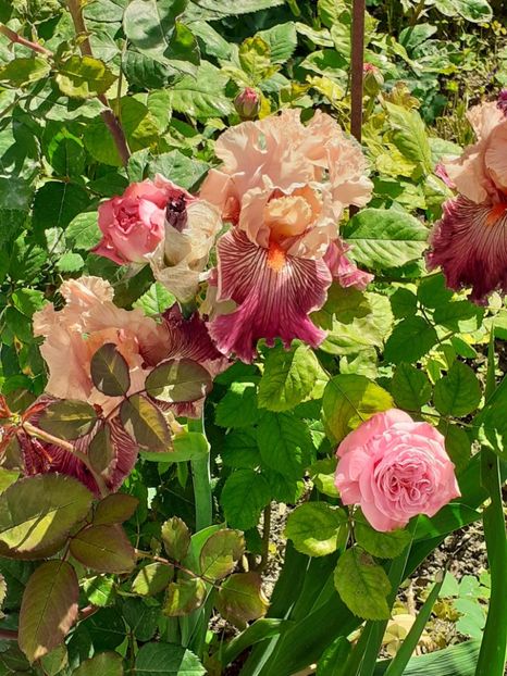  - IRIȘI 2024 - 2 _ 2025