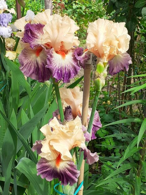  - IRIȘI 2024 - 2 _ 2025