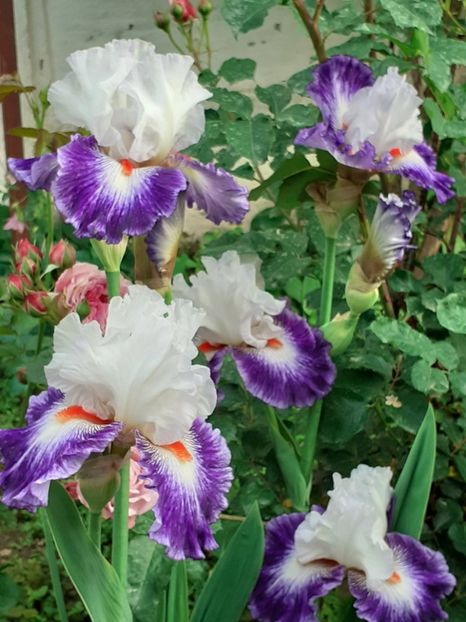  - IRIȘI 2024 - 2 _ 2025