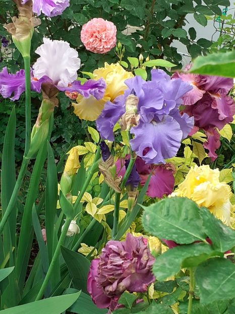  - IRIȘI 2024 - 2 _ 2025