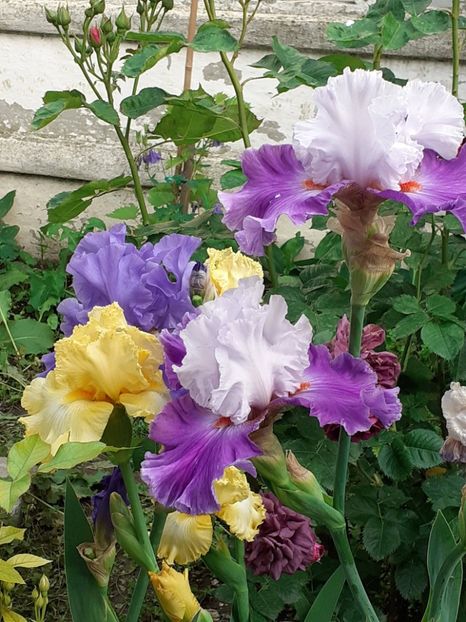  - IRIȘI 2024 - 2 _ 2025