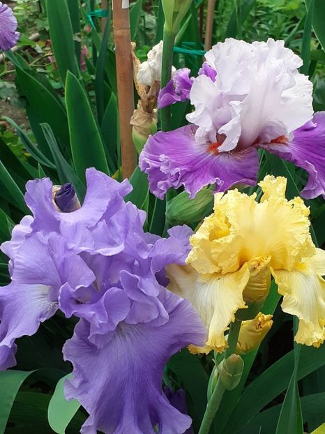  - IRIȘI 2024 - 2 _ 2025