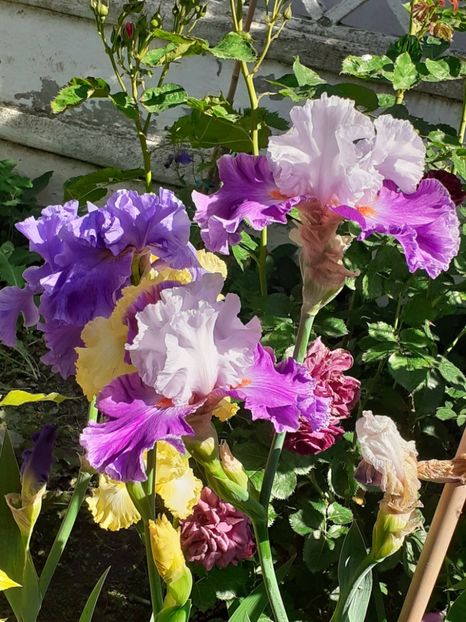  - IRIȘI 2024 - 2 _ 2025