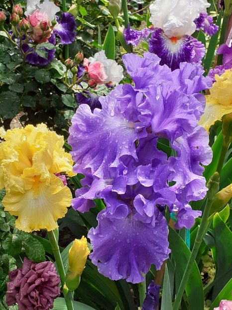  - IRIȘI 2024 - 2 _ 2025